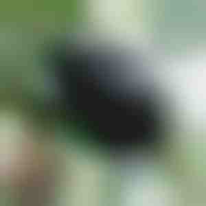 Кутија за размножување за здрави корени (5 парчиња) | ROOTY